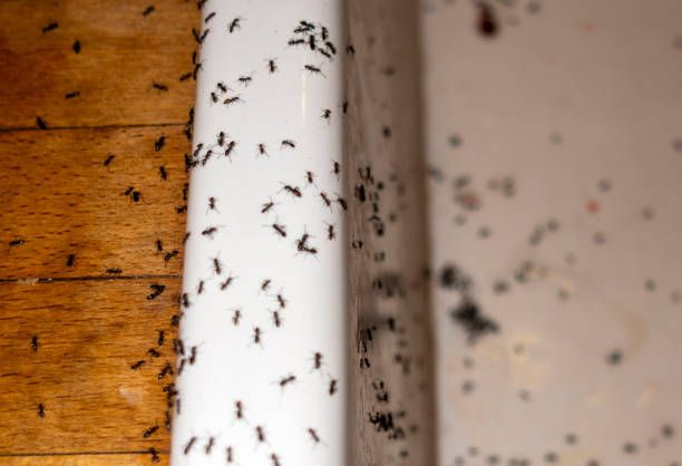 Trusted Ada, MN Pest Control Experts