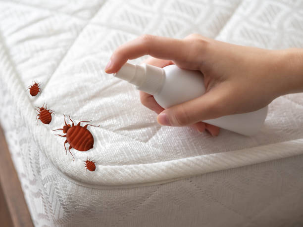 Best Pest Control Treatment  in Ada, MN
