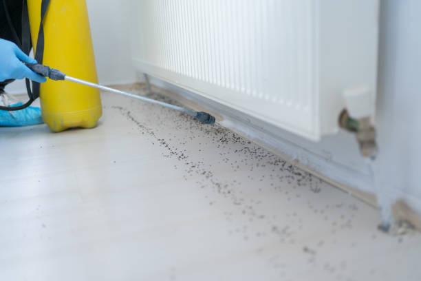 Best Insect Control  in Ada, MN